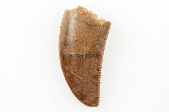Serrated, Raptor Tooth - Real Dinosaur Tooth #196378